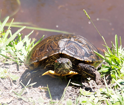 [A front view of a turtle which is on ground just at the edge of the water and facing the camera. The eyes and nose holes are clearly visible.]